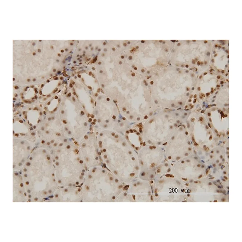Merck Monoclonal Anti-NR1D1 antibody produced in mouse