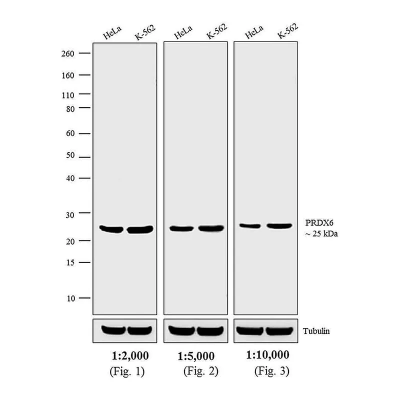 Thermo Fisher Scientific Donkey anti-Rabbit IgG (H+L) Secondary Antibody, HRP
