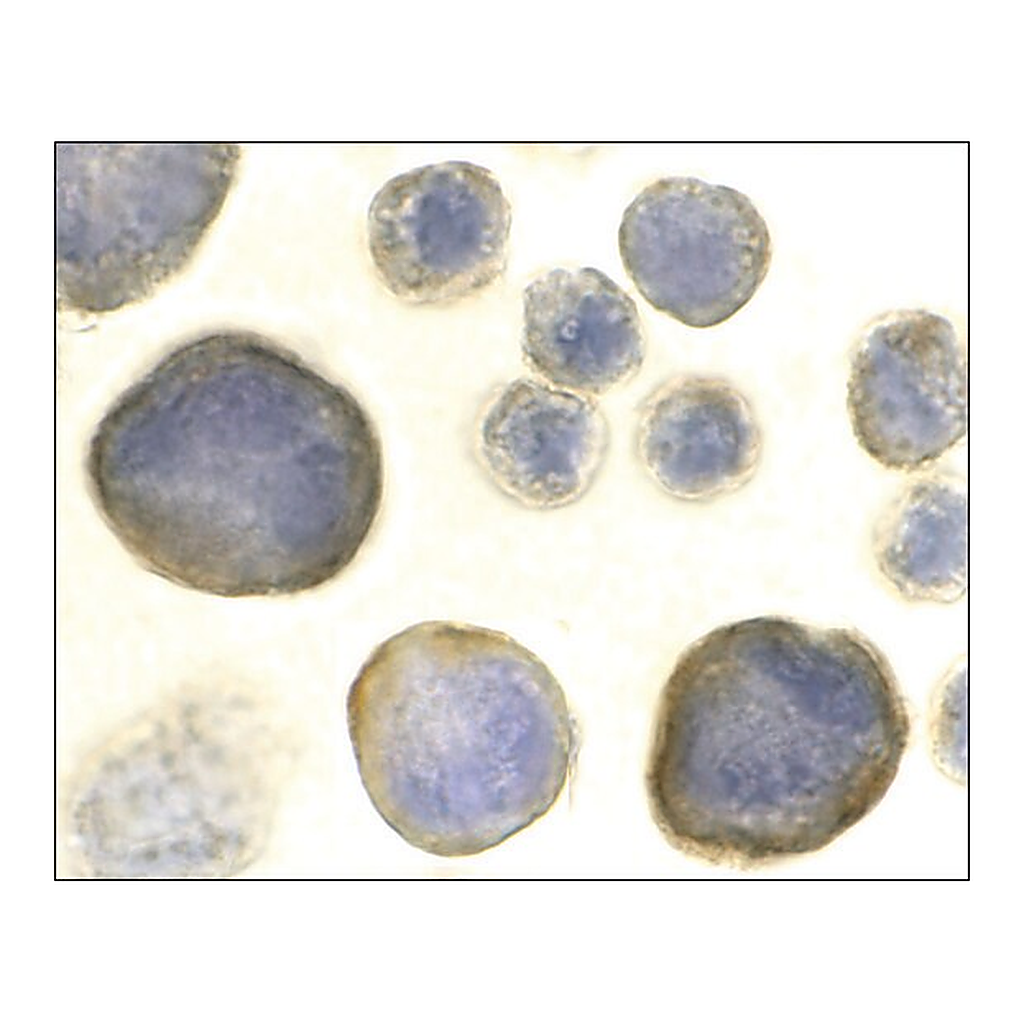 Merck Anti-CXCR4 antibody produced in rabbit