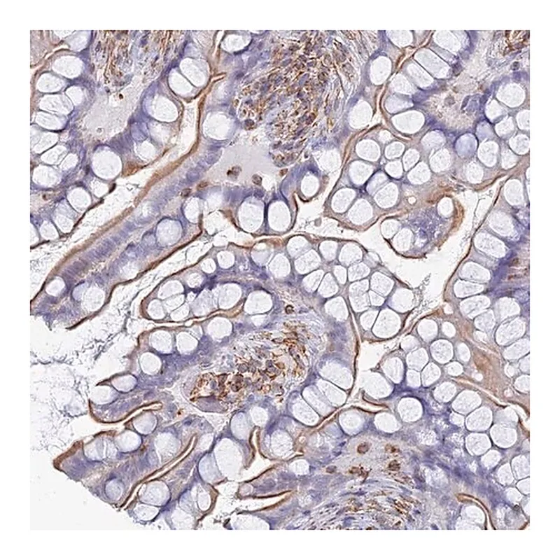 Merck Anti-C18ORF8 antibody produced in rabbit