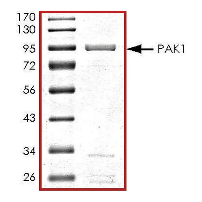 Merck PAK1, active, GST tagged human