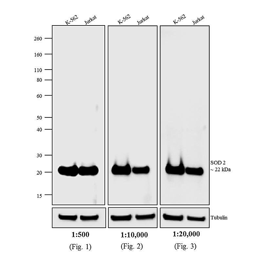 Thermo Fisher Scientific Rabbit anti-Mouse IgG (H+L) Cross-Adsorbed Secondary Antibody, AP