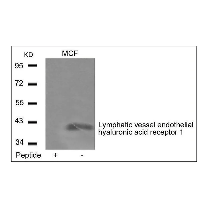 Merck Anti-LYVE1 antibody produced in rabbit