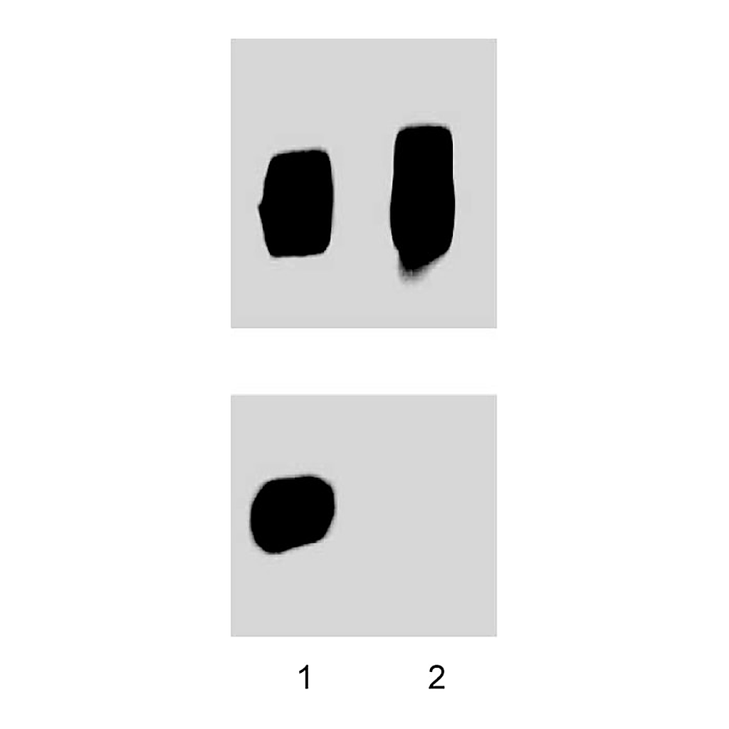 BD Purified Mouse Anti-Human ZAP-70 (pY319)/Syk (pY352)