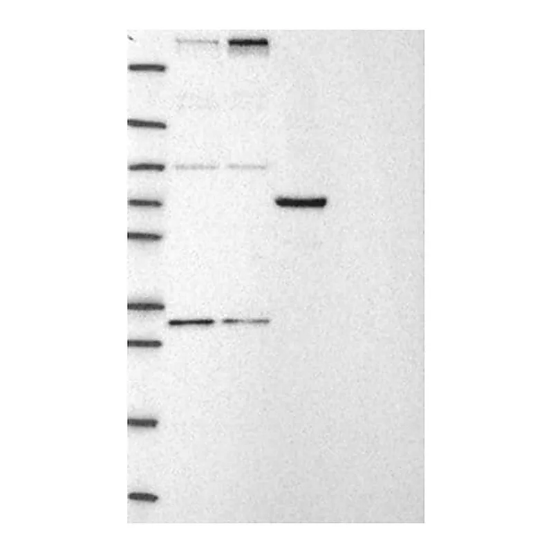 Merck Anti-CHD8 antibody produced in rabbit