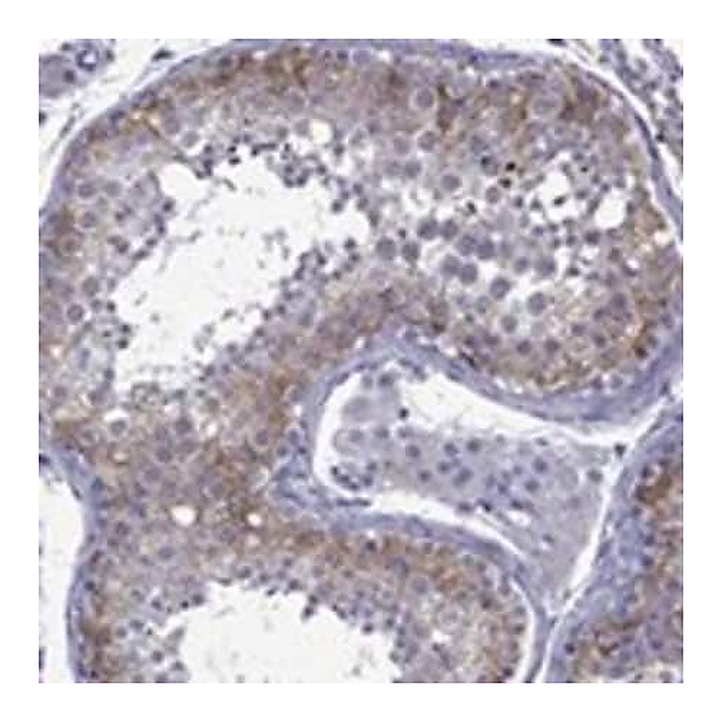 Merck Anti-EPPIN-WFDC6 antibody produced in rabbit