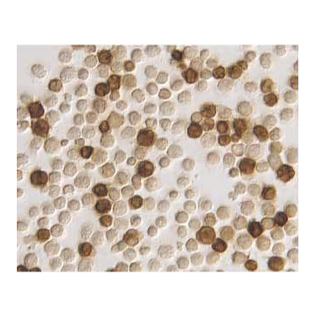 BD Purified Mouse Anti-Human IFN-γ