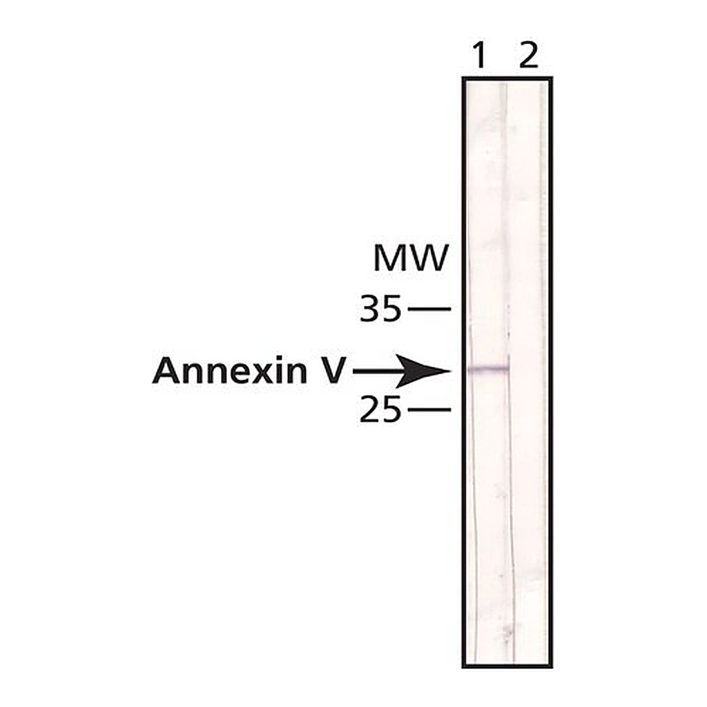 Merck Anti-Annexin V antibody, Mouse monoclonal