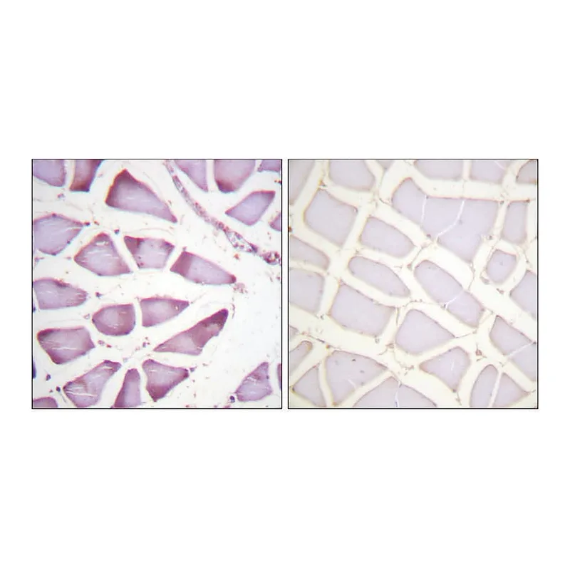 Merck Anti-S6 Ribosomal Protein, C-Terminal antibody produced in rabbit