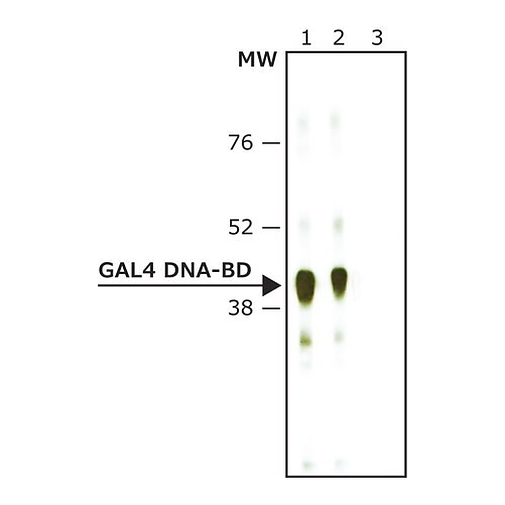 Merck Anti-GAL4 DNA-BD antibody produced in rabbit