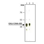 Merck Anti-GAL4 DNA-BD antibody produced in rabbit