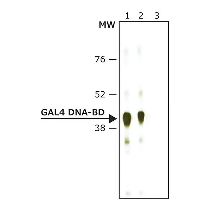 Merck Anti-GAL4 DNA-BD antibody produced in rabbit