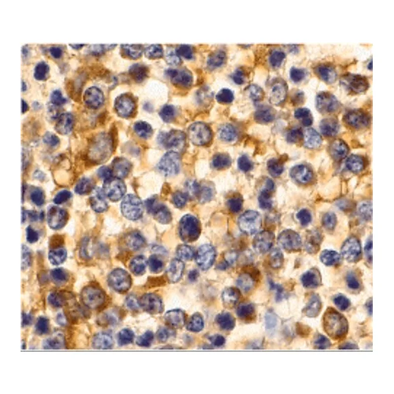 Merck Anti-CCR3 antibody produced in rabbit