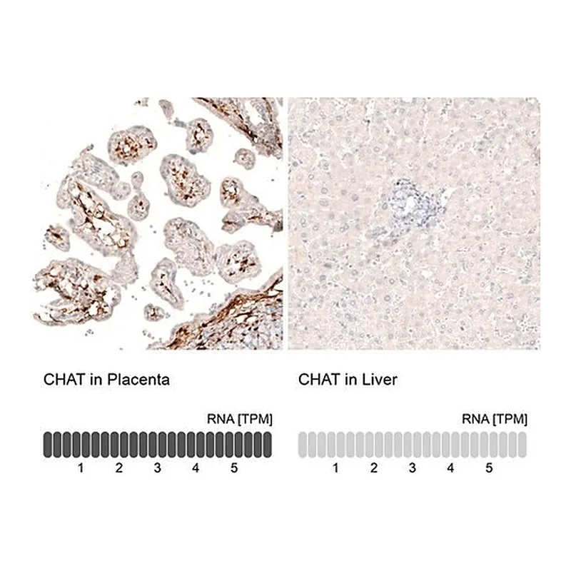 Merck Monoclonal Anti-CHAT antibody produced in mouse