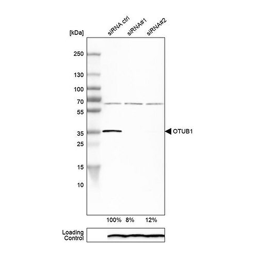 Merck Anti-OTUB1 antibody produced in rabbit