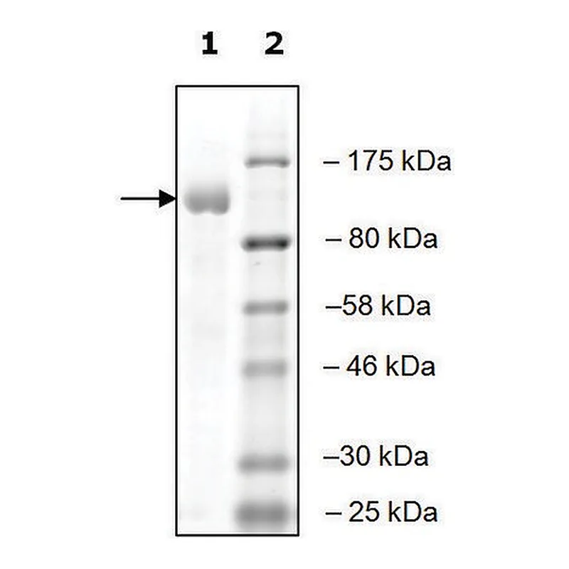 Merck UBE1 active human