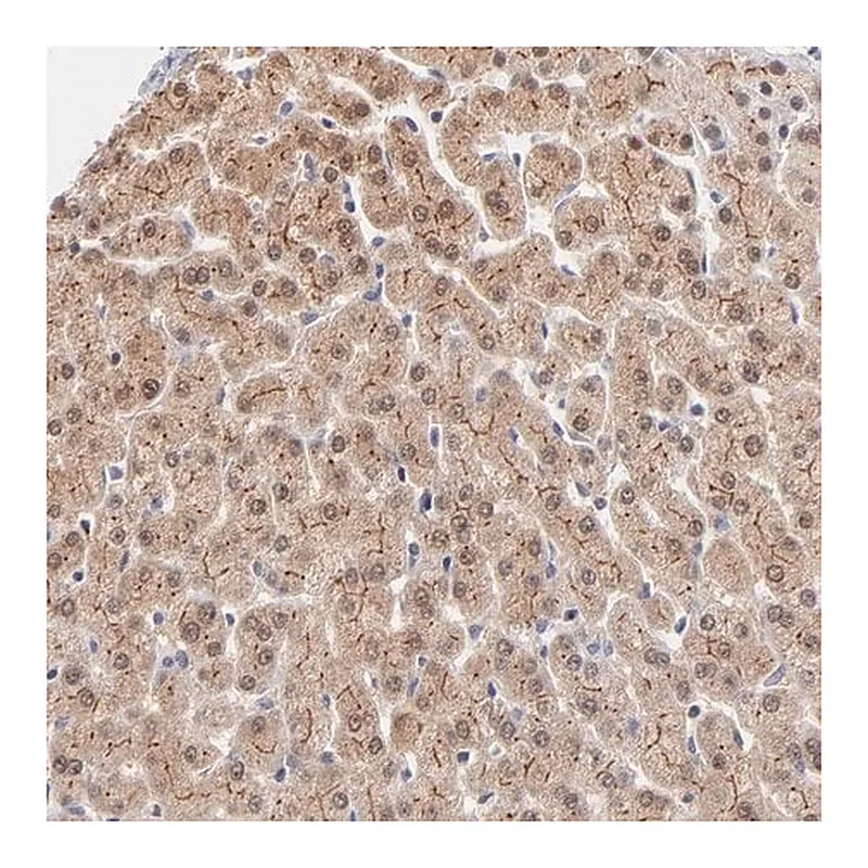 Merck Anti-WSB1 antibody produced in rabbit