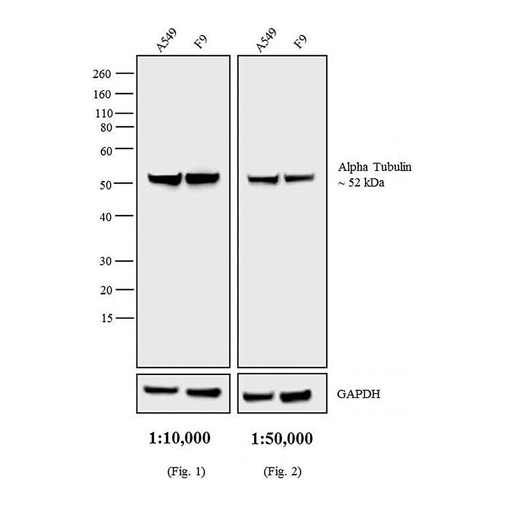 Thermo Fisher Scientific Goat anti-Rat IgG (H+L) Secondary Antibody, AP