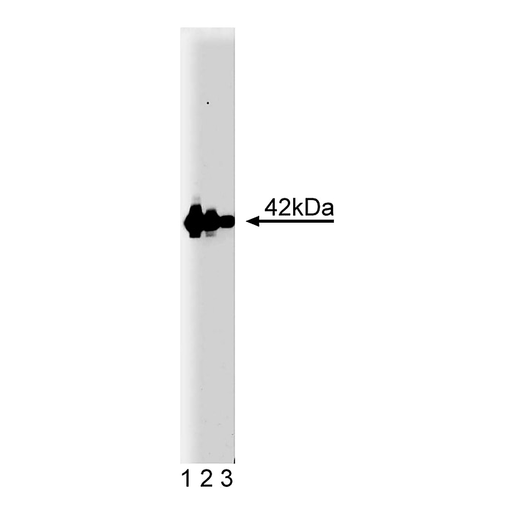 BD Purified Mouse Anti-Flotillin-2