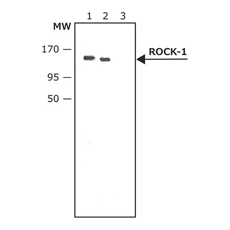 Merck Anti-ROCK-1 antibody produced in rabbit