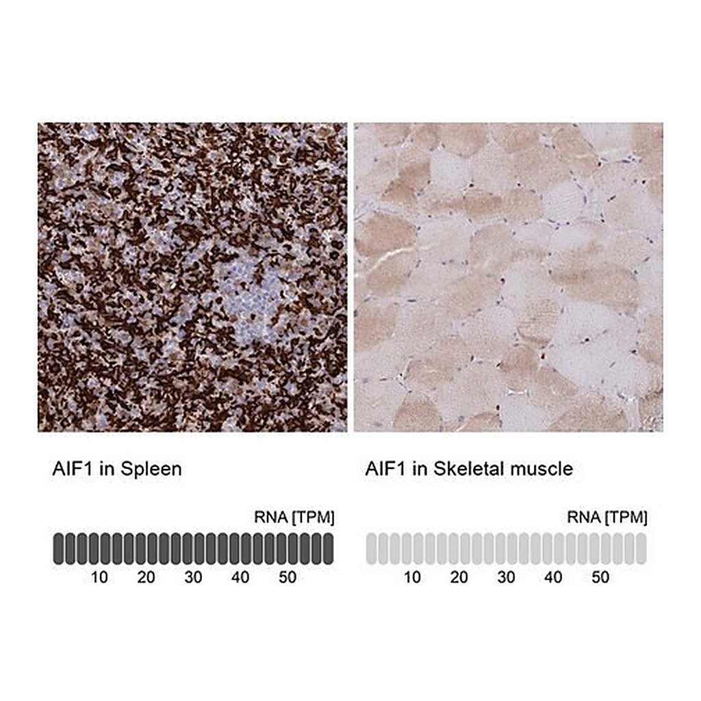 Merck Anti-AIF1 antibody produced in rabbit