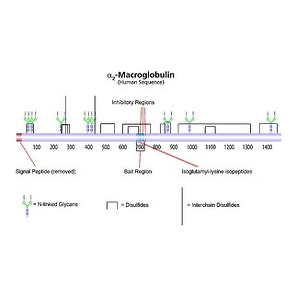 Merck A2-MACROGLOBULIN