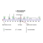 Merck A2-MACROGLOBULIN