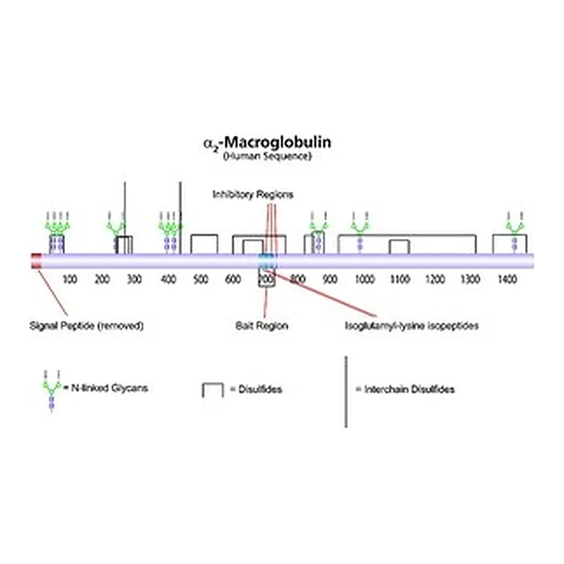 Merck A2-MACROGLOBULIN
