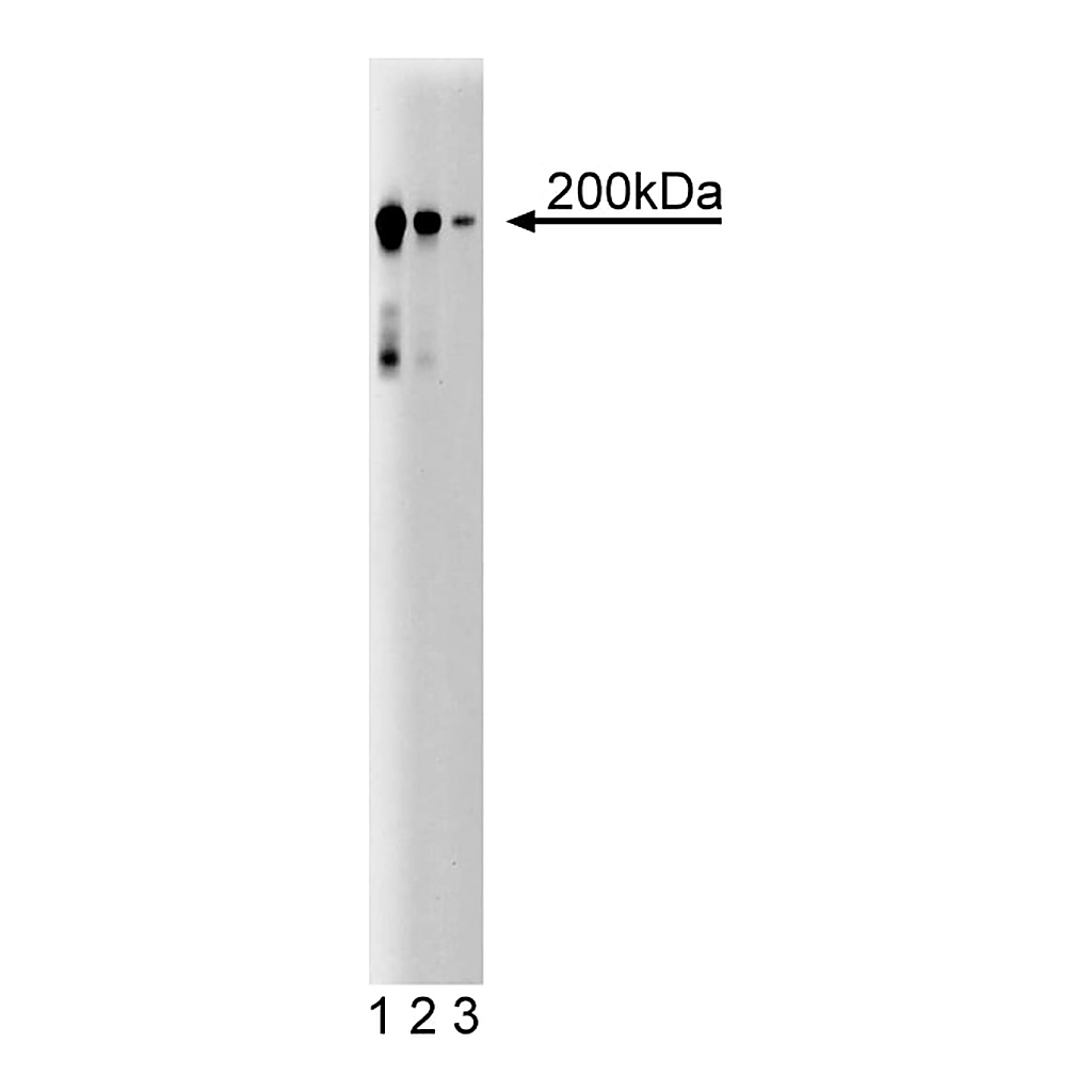 BD Purified Mouse Anti-Human CD104