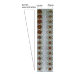 Merck LECTIN FROM PISUM SATIVUM-FITC LABELED