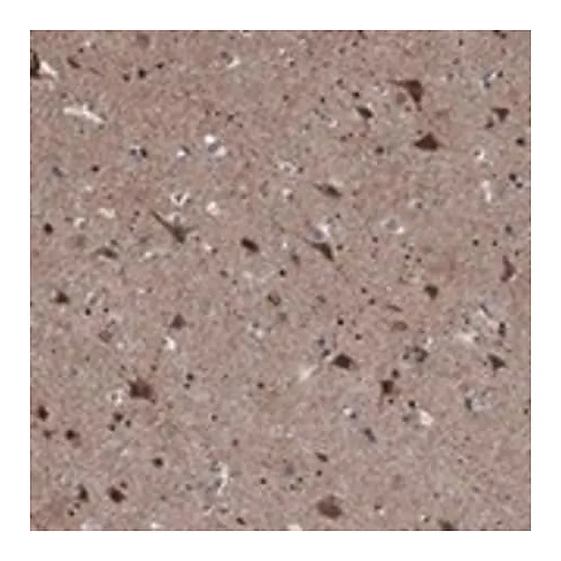 Merck Anti-ZNF594 antibody produced in rabbit