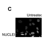Merck Monoclonal Anti-Fibronectin antibody produced in mouse