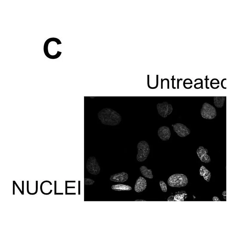 Merck Monoclonal Anti-Fibronectin antibody produced in mouse