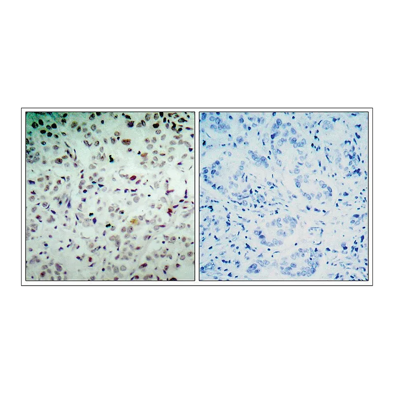 Merck Anti-phospho-RB1 (pSer780) antibody produced in rabbit