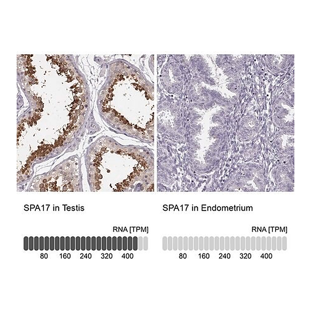 Merck Anti-SPA17 antibody produced in rabbit