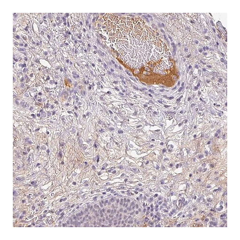 Merck Anti-C1QB antibody produced in rabbit