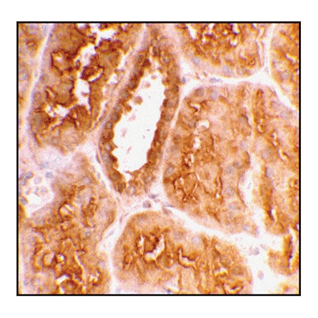 Merck Anti-ACE2 antibody produced in rabbit
