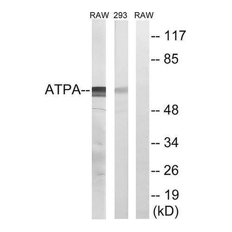 Merck Anti-ATP5A1 antibody produced in rabbit
