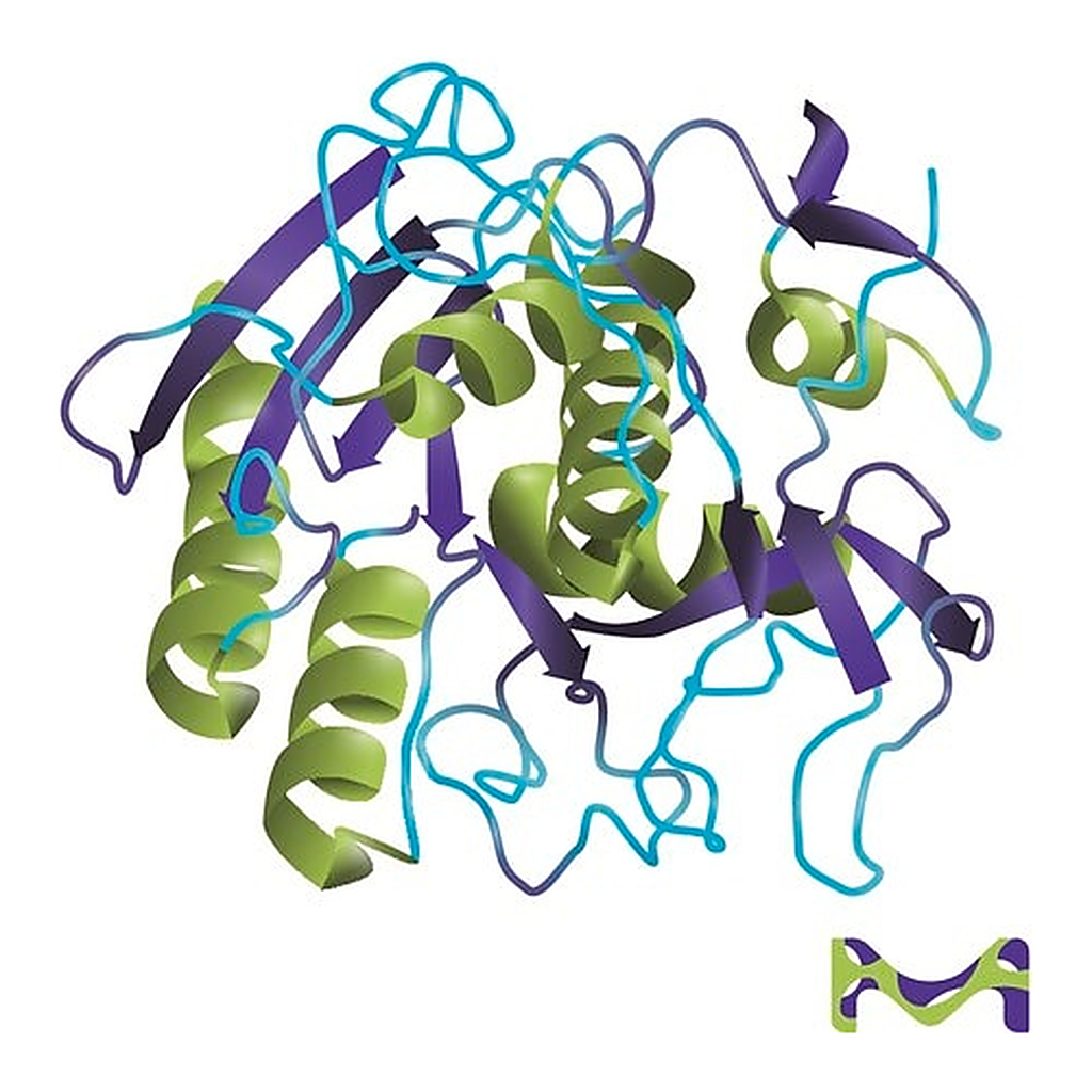 Merck Proteinase K from Tritirachium album