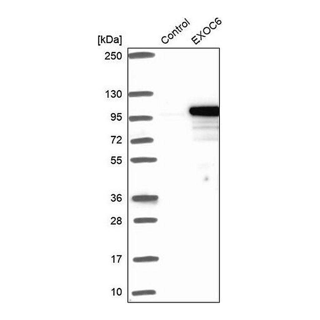 Merck Anti-EXOC6 antibody produced in rabbit