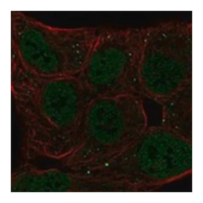 Merck Anti-BHLHE41 antibody produced in rabbit