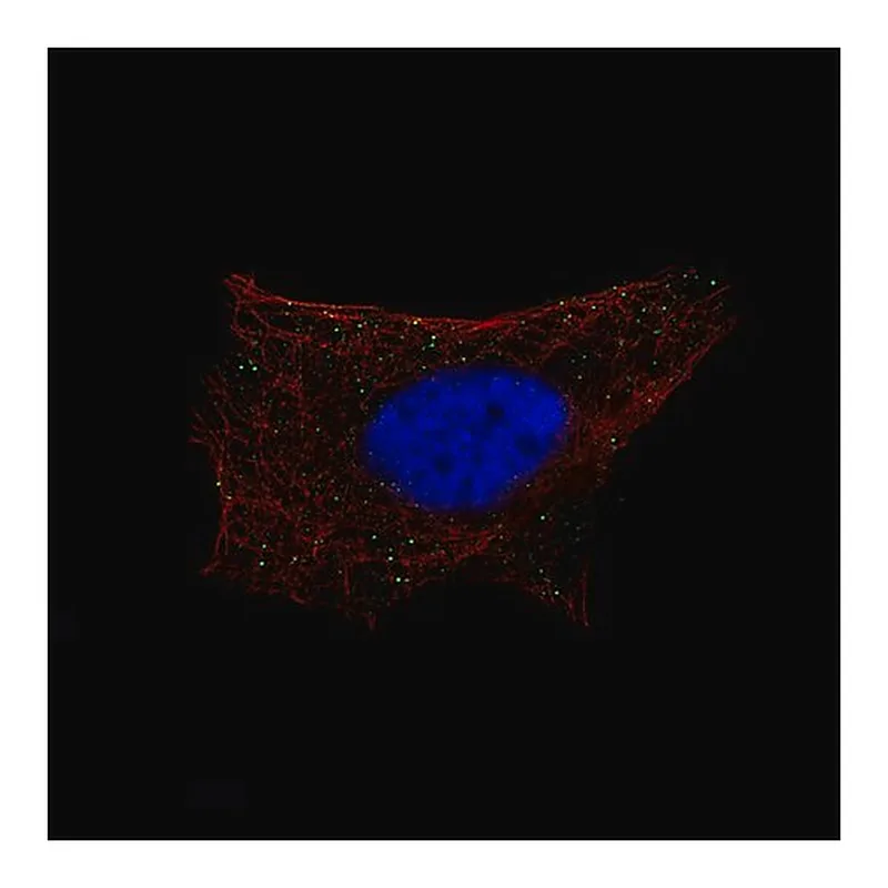 Merck Monoclonal Anti-B3GAT1 antibody produced in mouse
