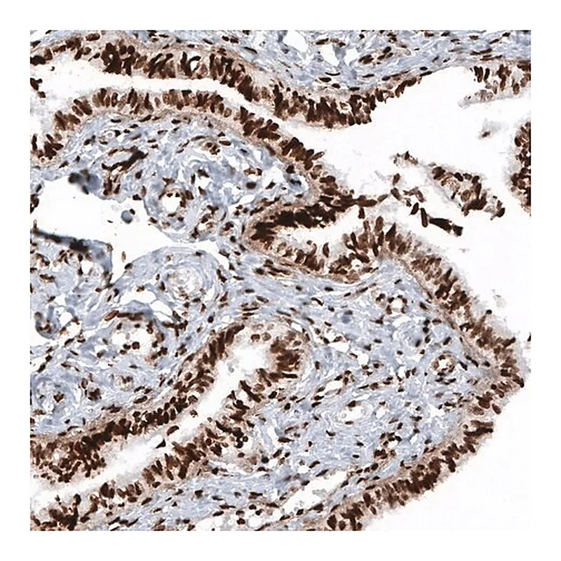 Merck Monoclonal Anti-HIST1H2BC antibody produced in mouse