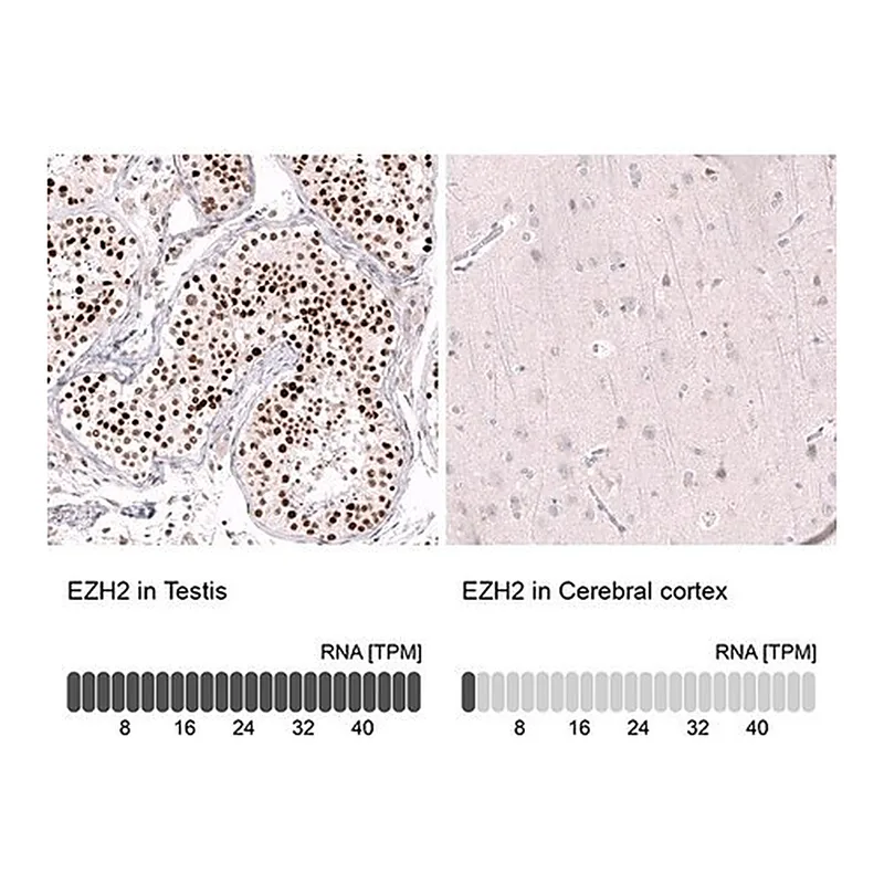 Merck Monoclonal Anti-EZH2 antibody produced in mouse