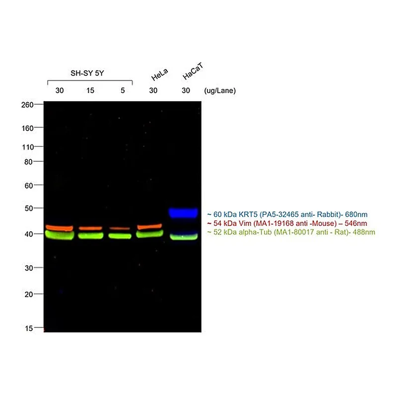 Thermo Fisher Scientific Goat anti-Mouse IgM (Heavy chain) Cross-Adsorbed Secondary Antibody, Alexa Fluor 546