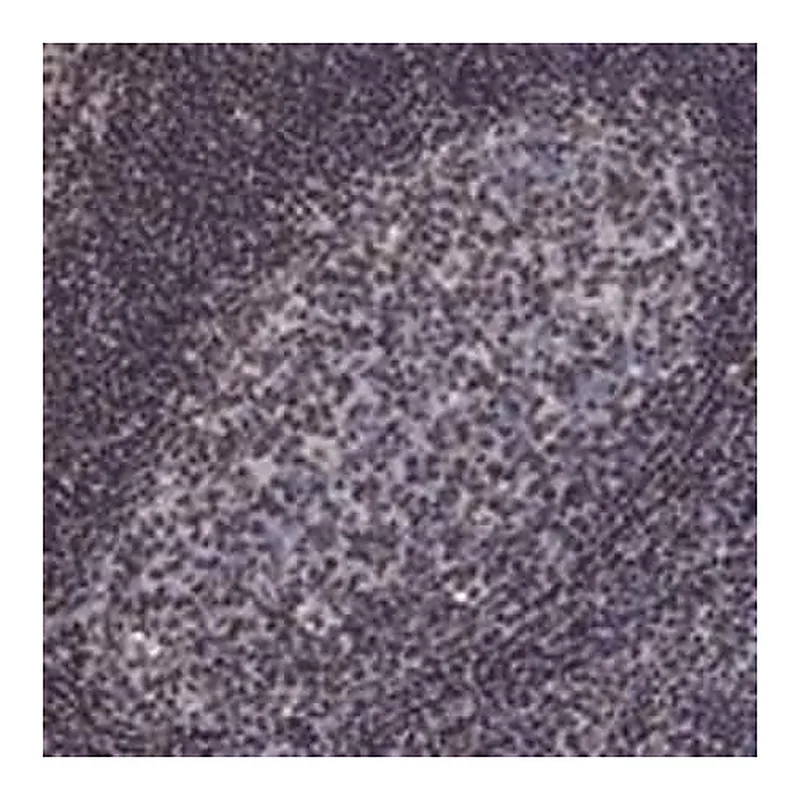 Merck Anti-N4BP2 antibody produced in rabbit