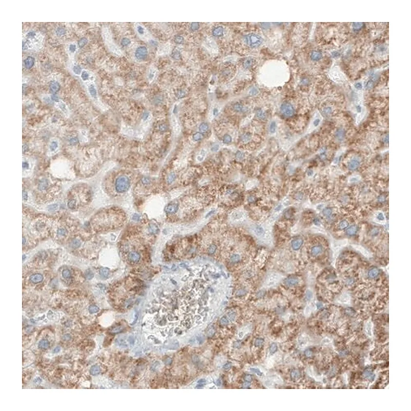Merck Monoclonal Anti-SDHB antibody produced in mouse