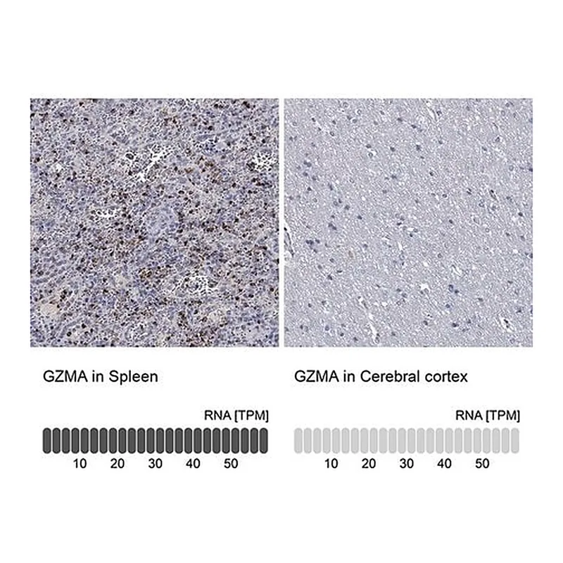 Merck Anti-GZMA antibody produced in rabbit