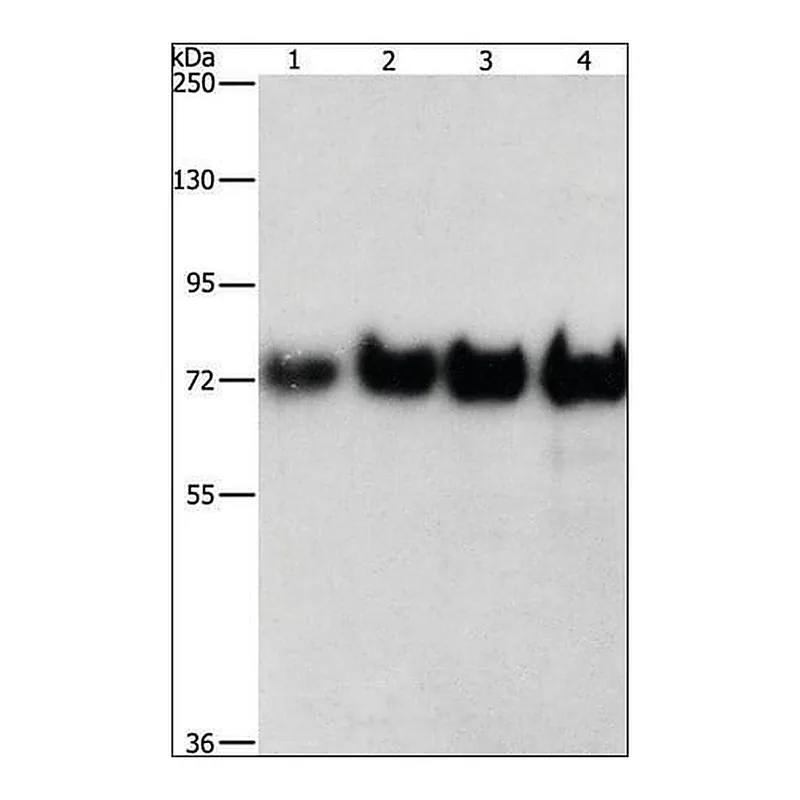 Merck Anti-BSA antibody produced in rabbit