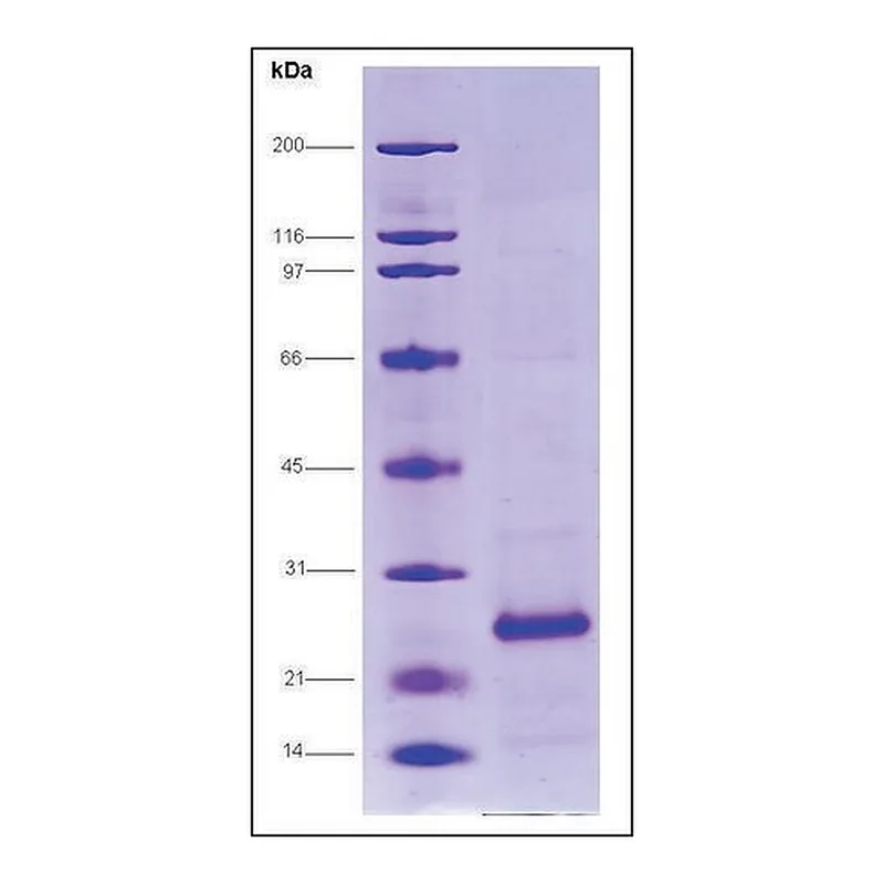 Merck HCV-NS4A/NS3-1b Protease, Histag, strain HC-J4 from hepatitis C virus